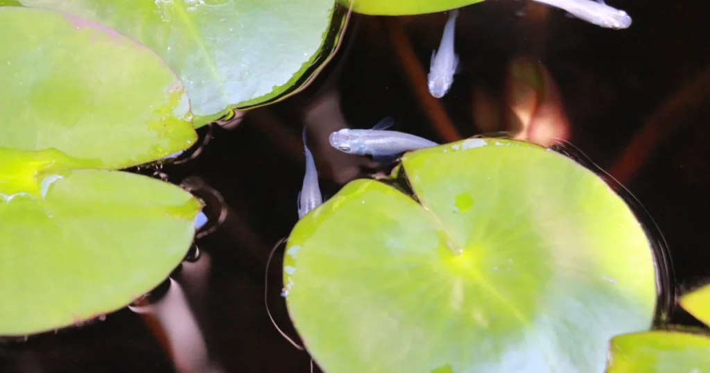 Small medaka fish swimming among green lily pads in a pond with dark water background