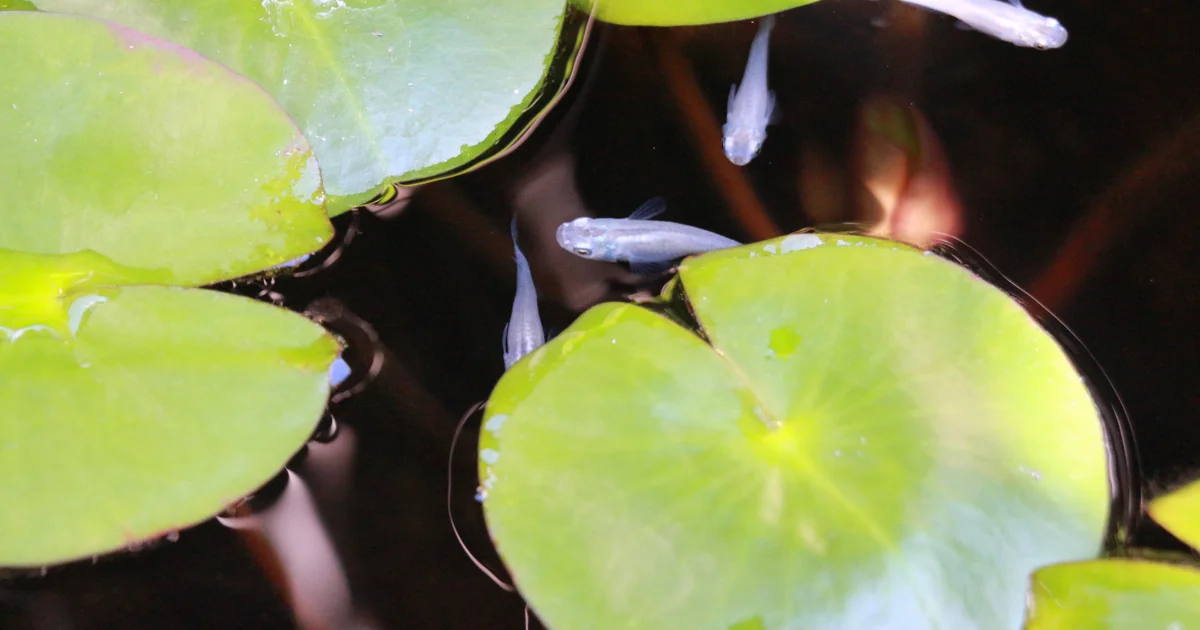 Medaka Pond Guide: Outdoor Setup, Stocking, and Seasonal Care