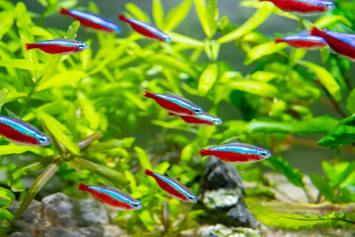 School of neon tetra fish with bright red and blue stripes swimming among green