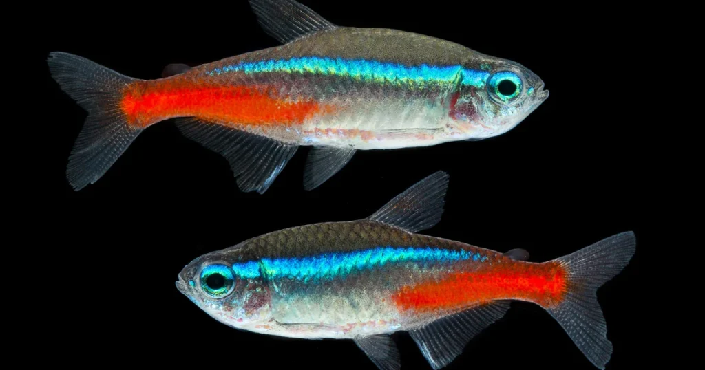 Two vibrant neon tetra fish displaying bright blue and red coloring against a
