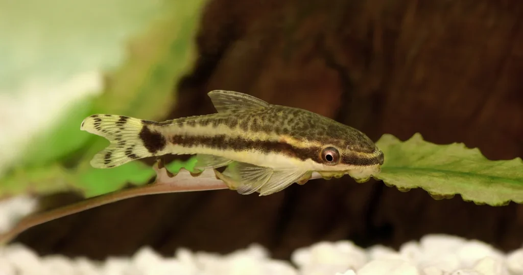 Otocinclus catfish resting on green aquatic plant with spotted pattern visible in freshwater tank
