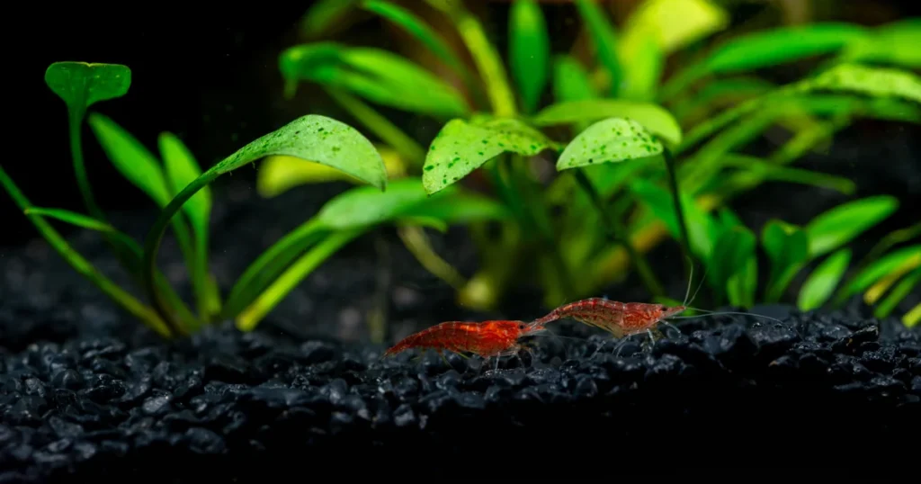 Red shrimp on black substrate near lush green plants for shrimp tank aquarium