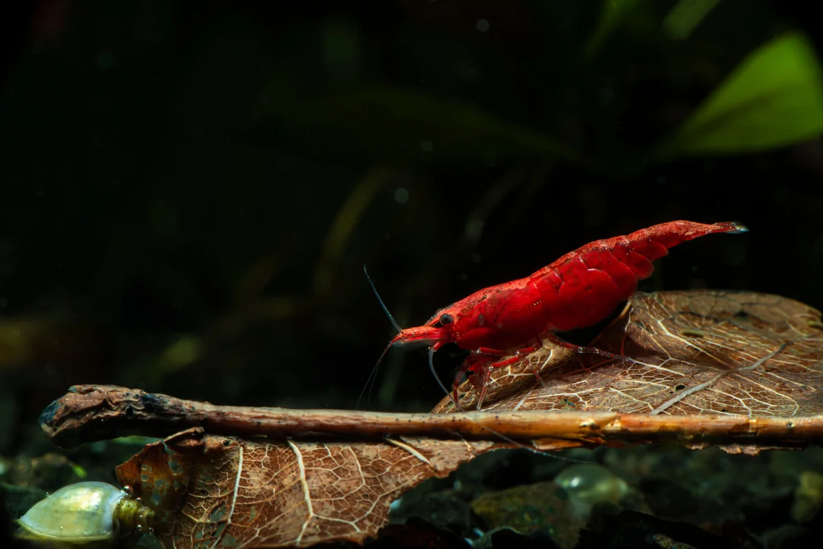 Red shrimp on driftwood and leaf litter in planted shrimp tank setup with dark background