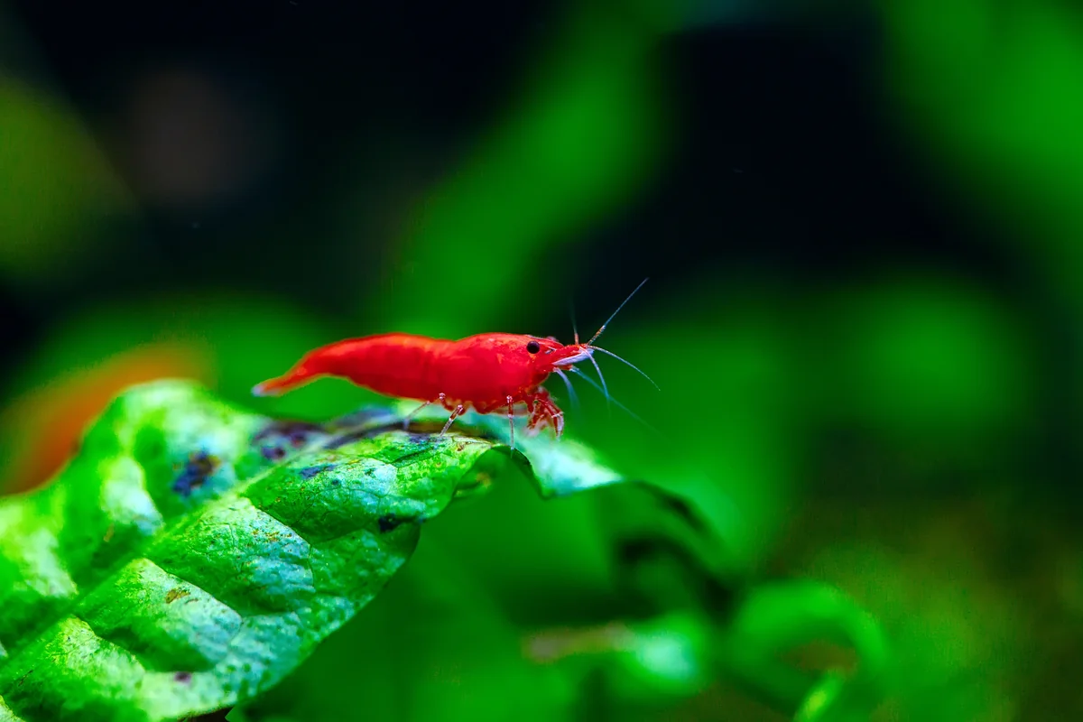 Red shrimp perched on green aquatic plant leaf in freshwater plants for shrimp tank setup