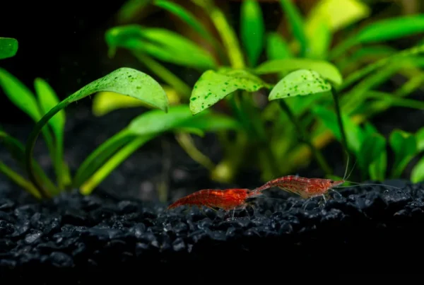 Red shrimp on black substrate near lush green plants for shrimp tank aquarium