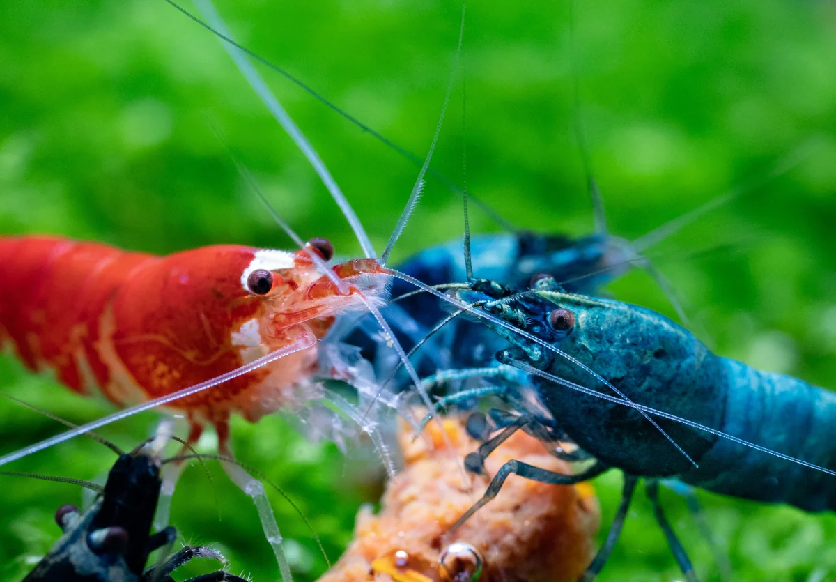 Colorful aquatic shrimp including red and blue varieties interacting in a planted shrimp tank environment