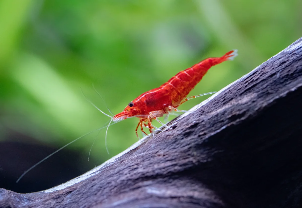 Red shrimp crawling on dark wood in aquarium setup for planted shrimp tank