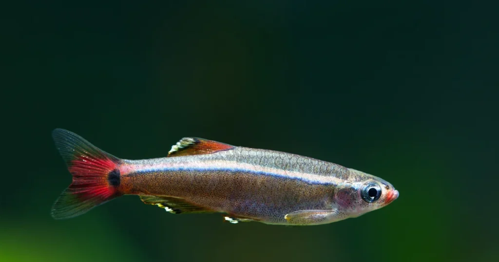 White cloud mountain minnow displaying vibrant red fins and blue stripe for care guide reference.